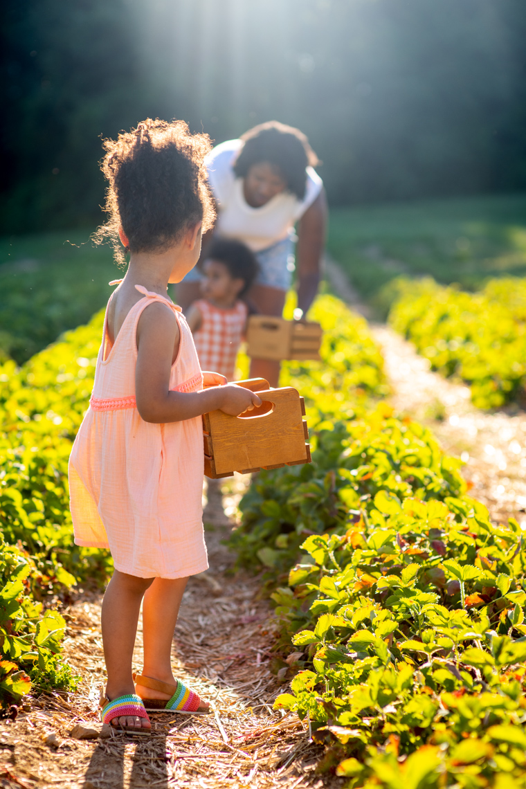 Laura-Chase-de-Formigny-Strawberry-Picking-12