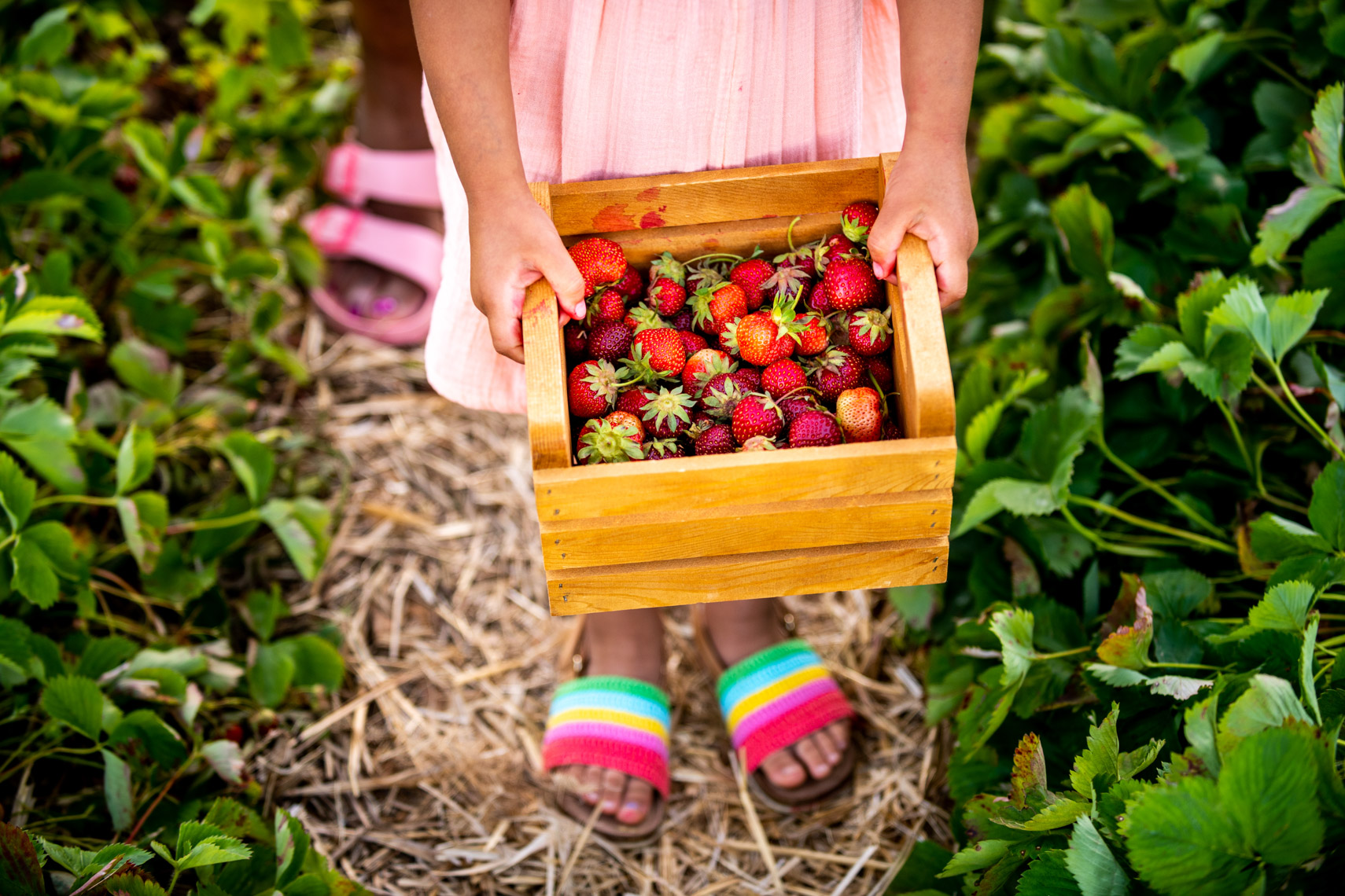 Laura-Chase-de-Formigny-Strawberry-Picking-14