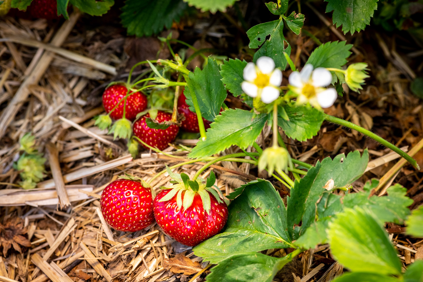Laura-Chase-de-Formigny-Strawberry-Picking-4