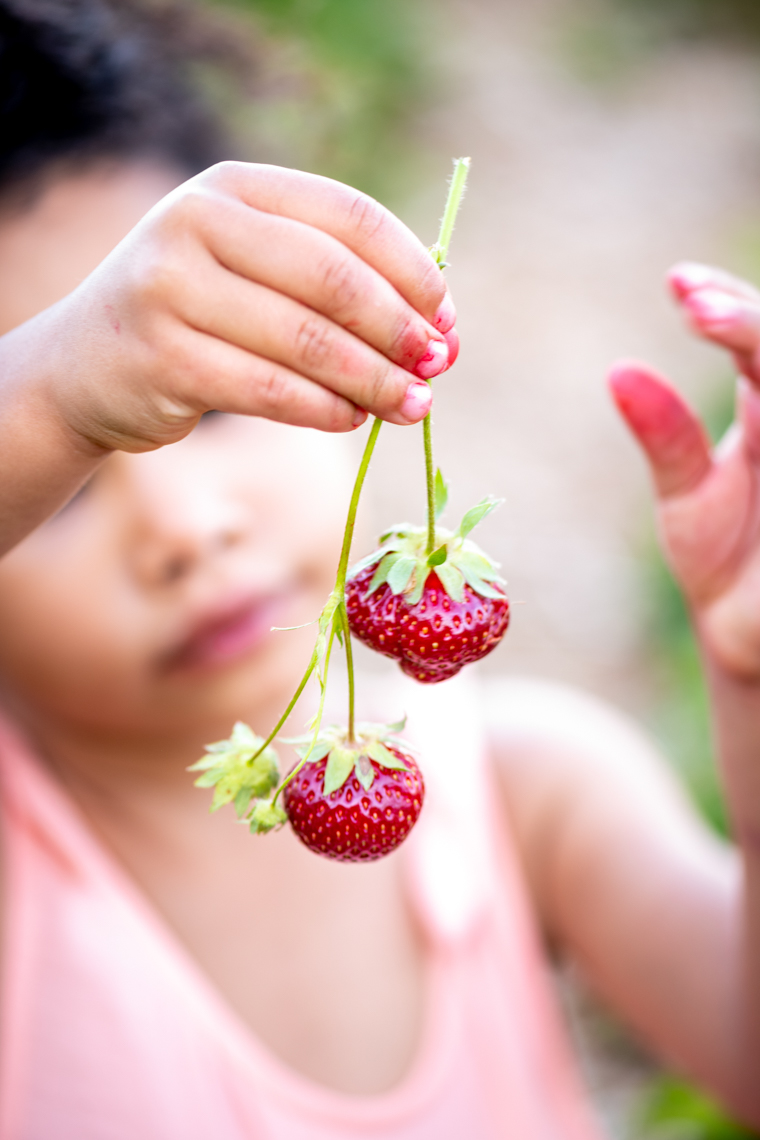 Laura-Chase-de-Formigny-Strawberry-Picking-6